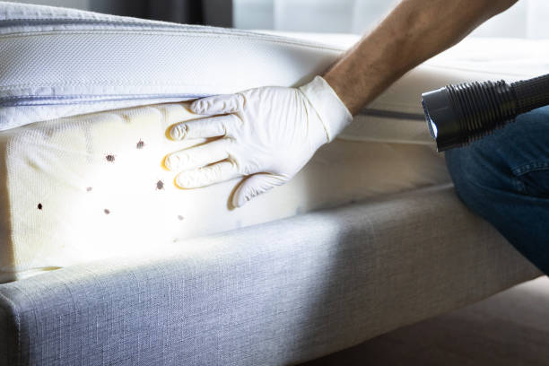 Best Insect Control  in Wabasso, FL